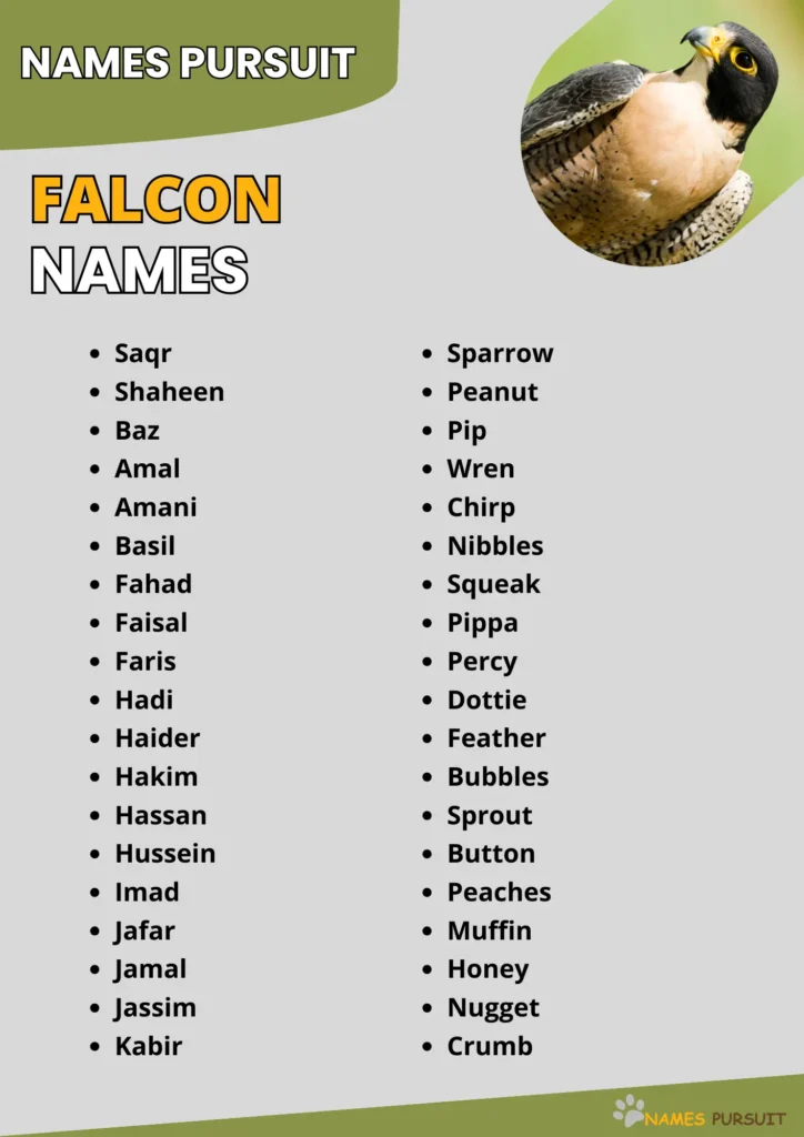 Best Falcon Names Ideas