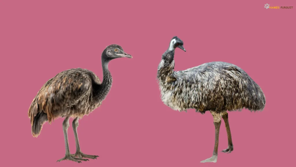 Female Emu Names