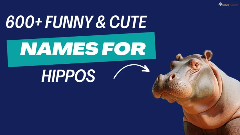 Funny, & Cute Names for Hippos