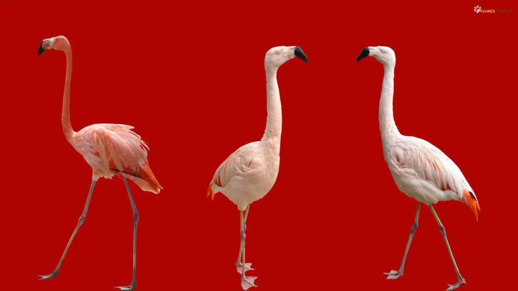 Funny Names for Flamingo