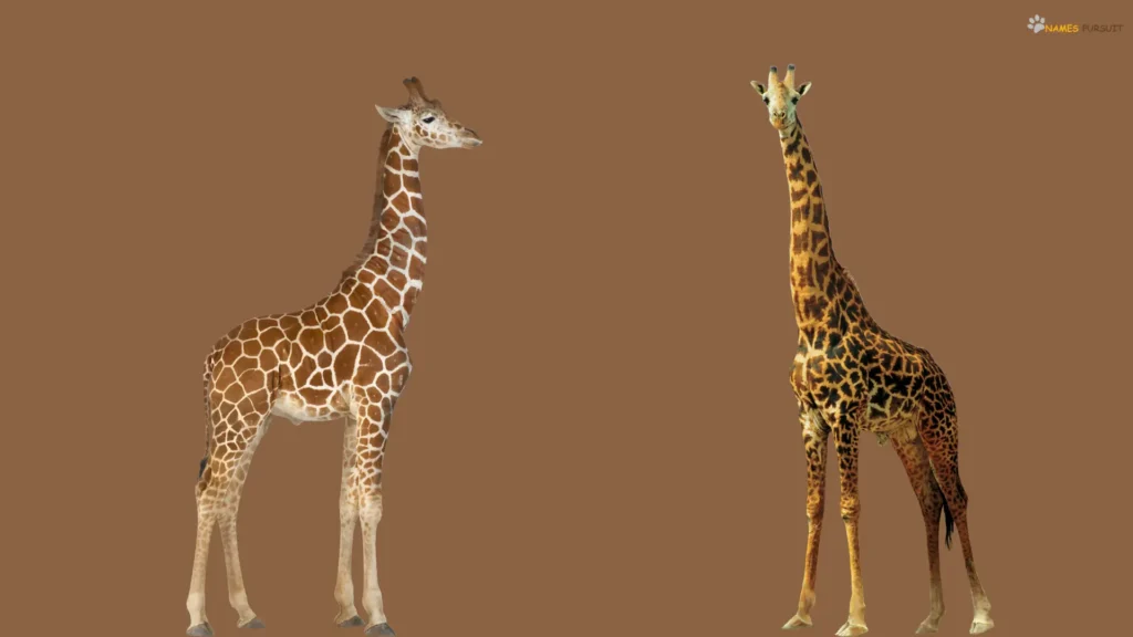 Funny Names for Giraffe