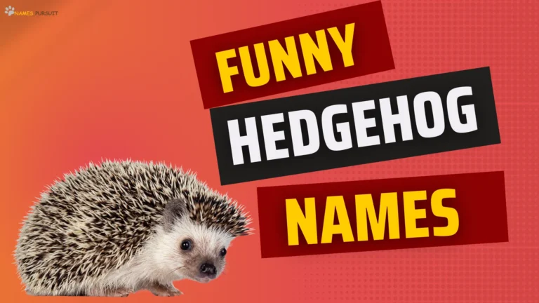Funny Hedgehog Names