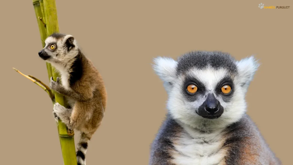 Funny Names for Lemur