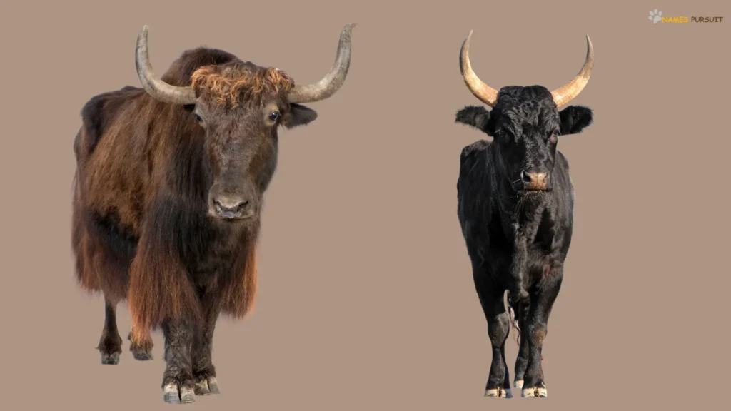 Funny Ox Names