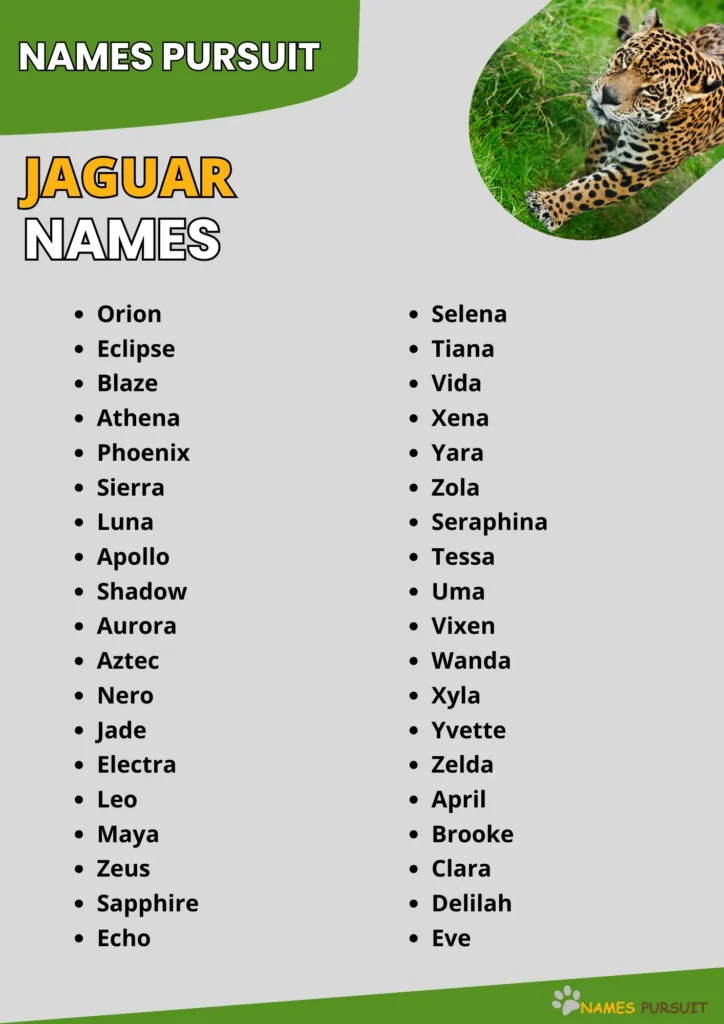 Jaguar Names infographic