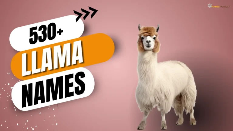 Llama Names