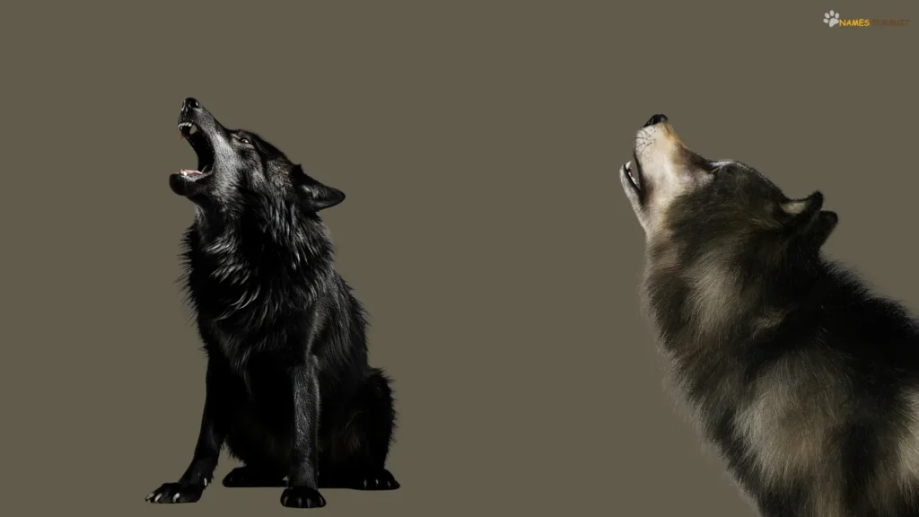 Male Black Wolf Names