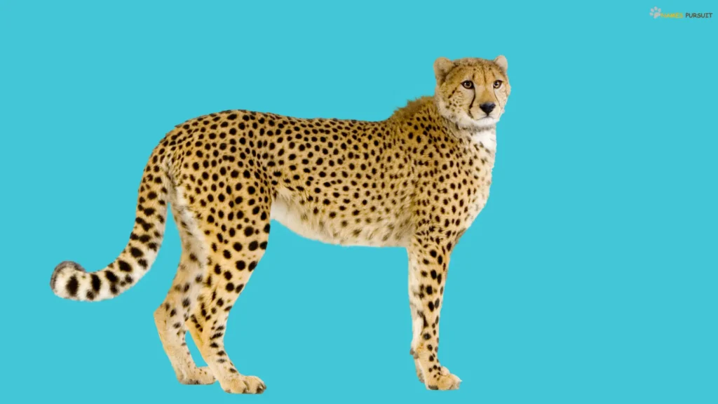 Male Names for Cheetah