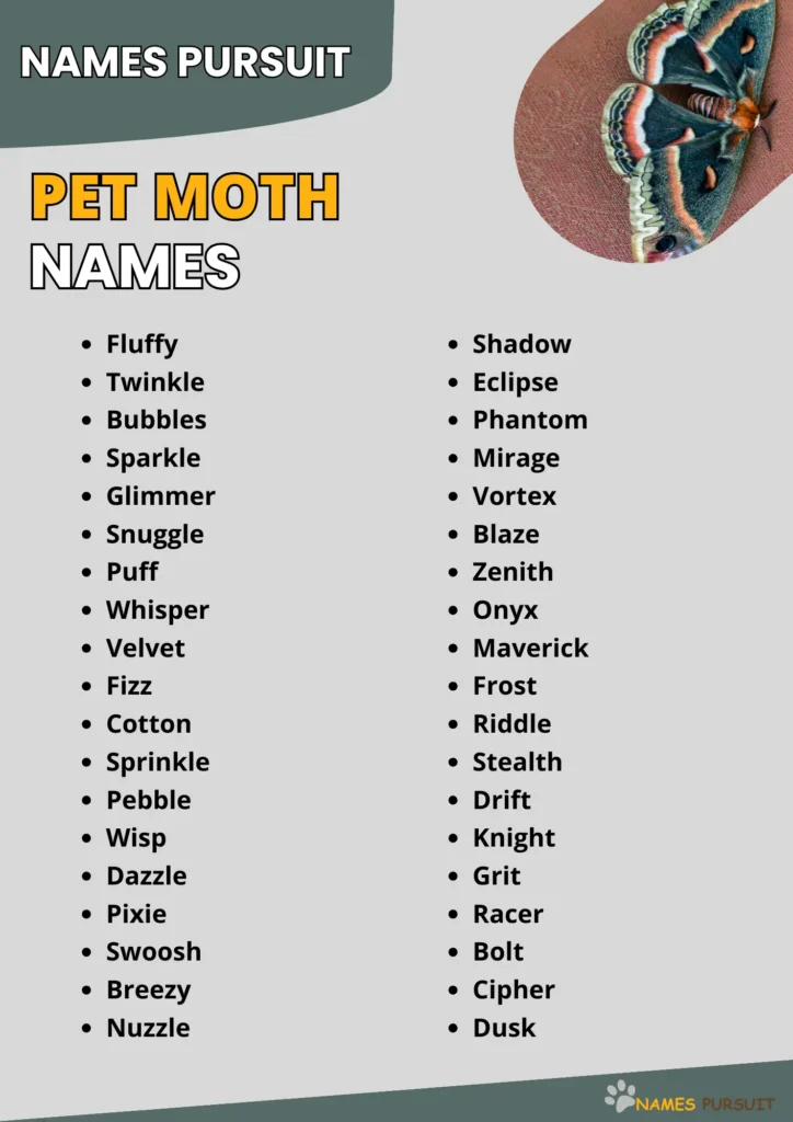 Pet Moth Name Ideas