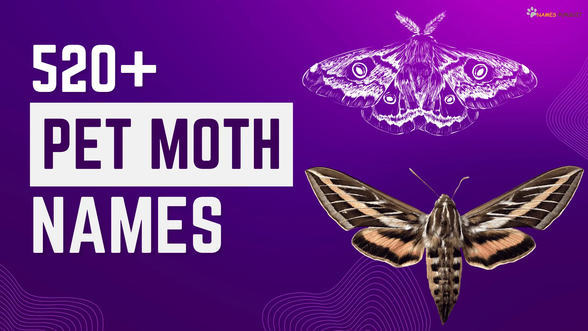 520+ Funny, Cool, & Cute Pet Moth Names in 2024!