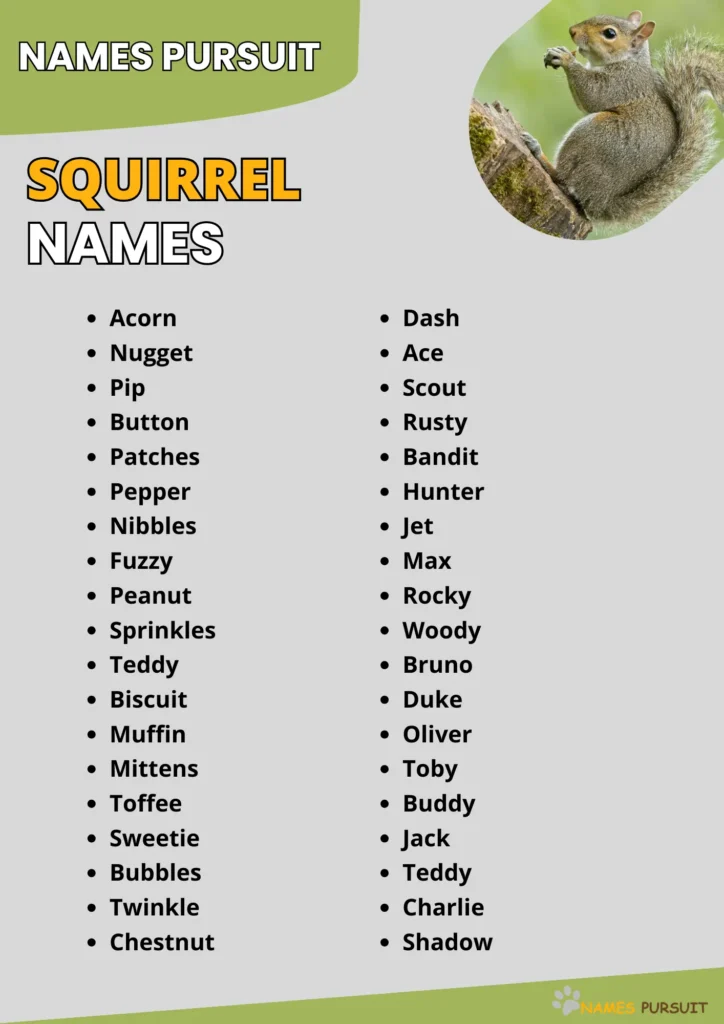 Cute Squirrel Names Ideas