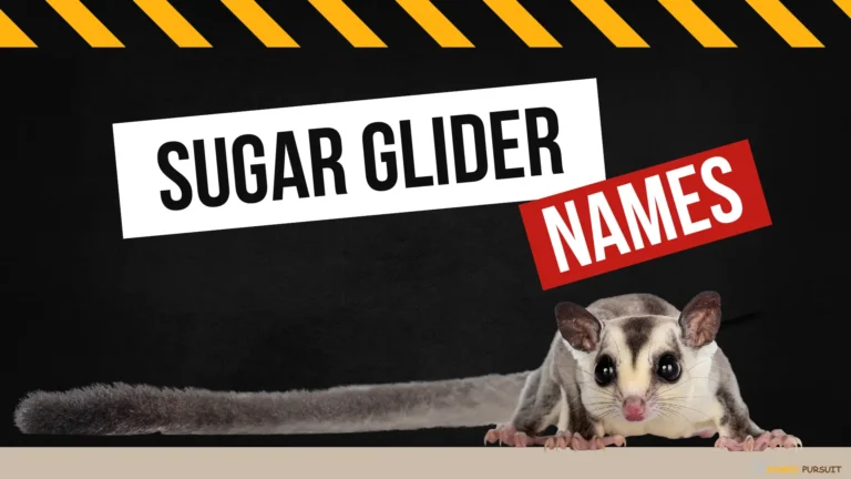Sugar Glider Names