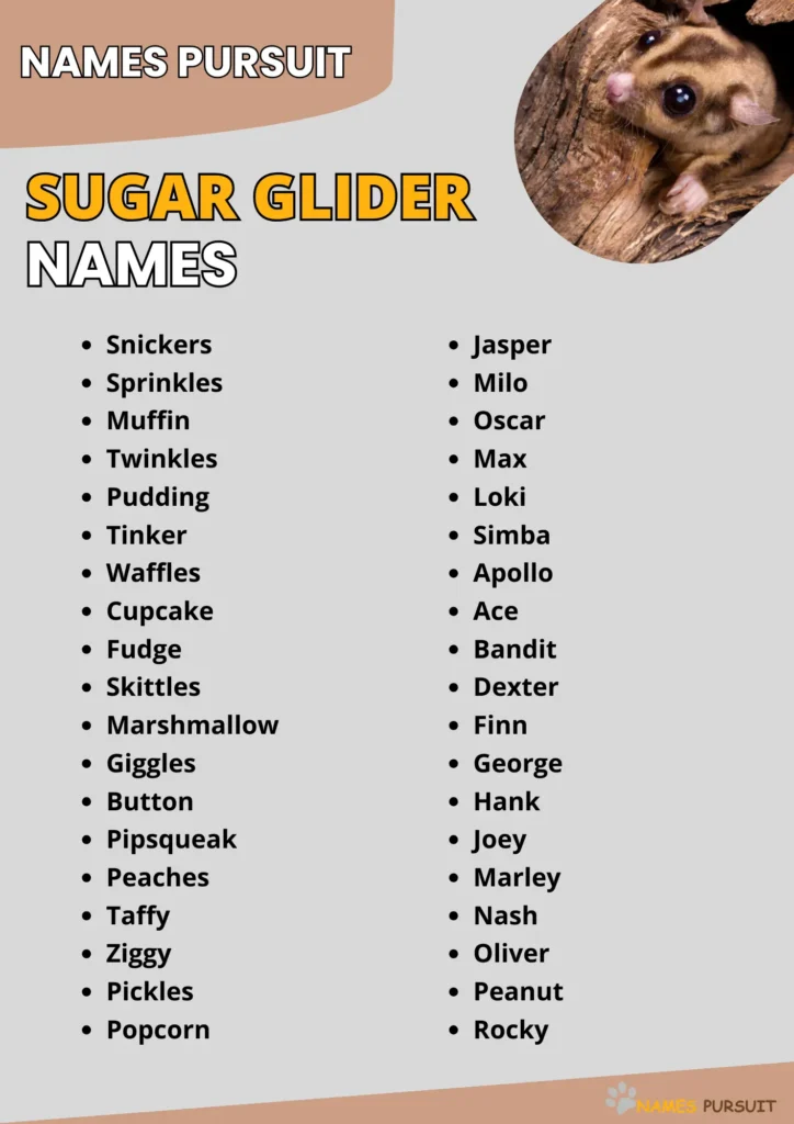 Best Sugar Glider Names Ideas