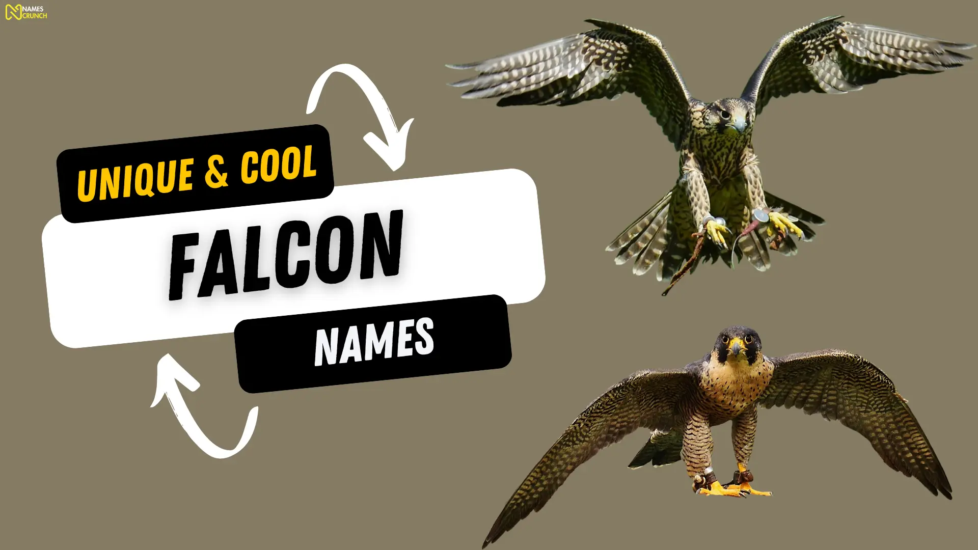 Unique & Cool Falcon Names