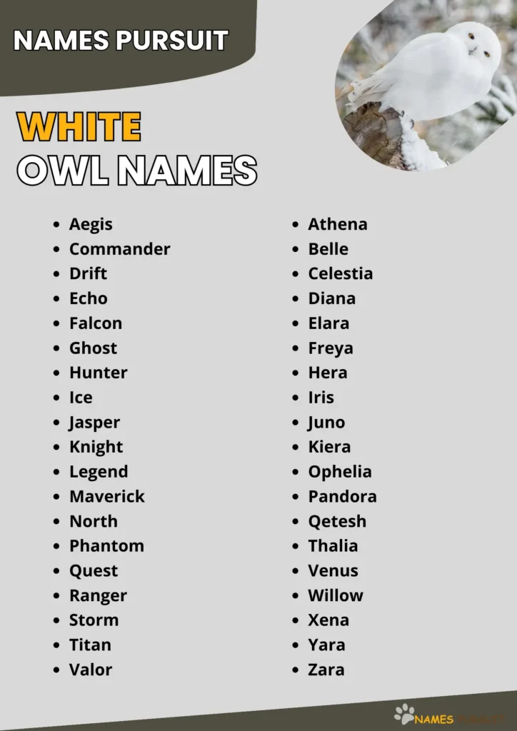 White Owl Names Ideas