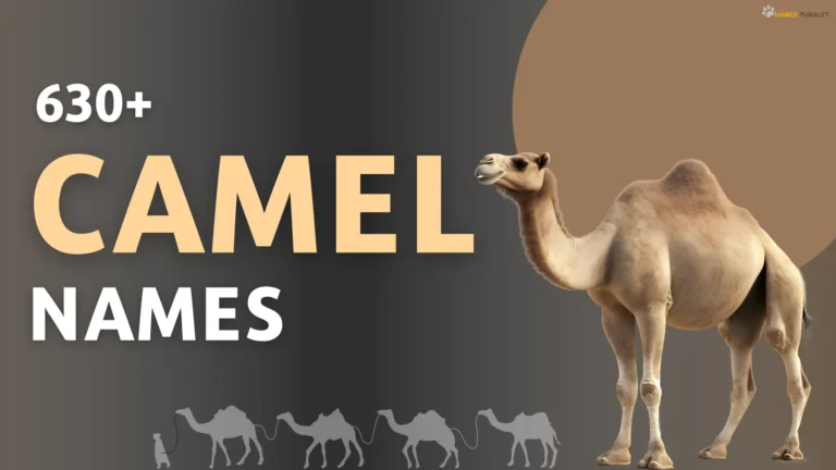 Camel Names