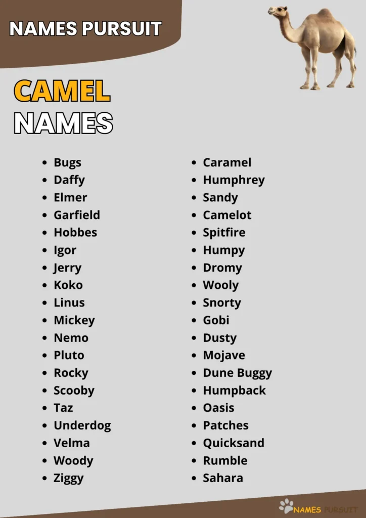 Best Camel Name Ideas