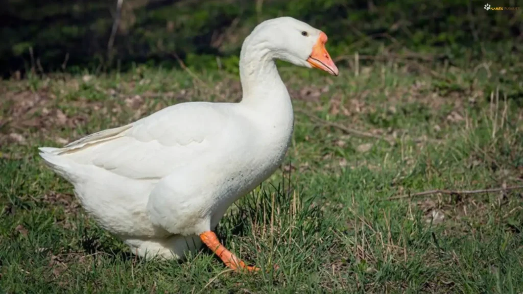 Cool Names for Goose
