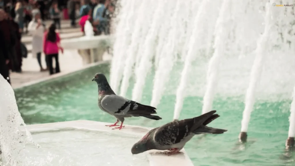 Cute Names for Pigeons