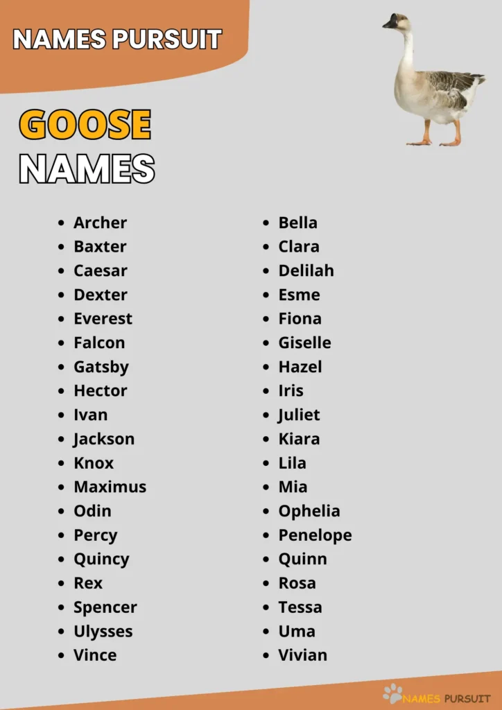 Best Goose Name Ideas