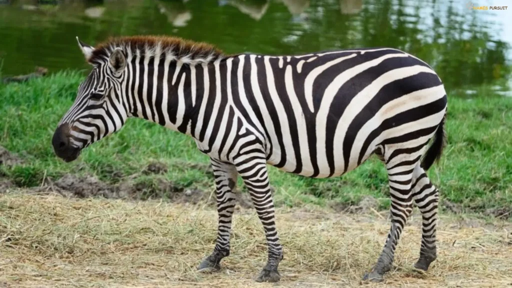 Male Zebra Names